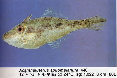 Acanthaluterus spilomelanura